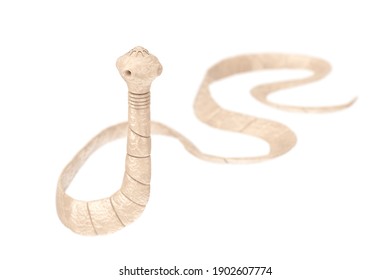 Taenia Solium Tapeworm Closeup Microscopic View on a white background. 3d Rendering