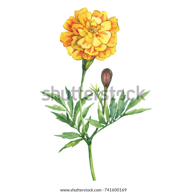 黄色いマリゴールドにタゲテスのパテュラ タゲテス エレクタ メキシコのマリゴルド 花の咲く植物 白い背景に水彩手描きのイラスト のイラスト素材