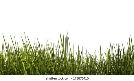 Tall Grass Close Up On White Background. Clipping Path Included
