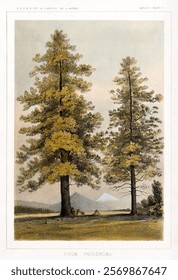 Tall pine trees stand majestically. Pine trees tower over the landscape. Pine trees, with their lush foliage, create a serene natural scene. Vintage drawing illustration painting art.