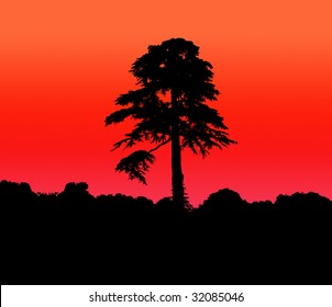 Tall Silhouetted Tree