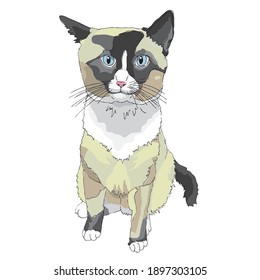 Tan, White, And Black Snowshoe Cat With Blue Eyes