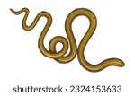 Tangled gold vintage snake Intricate detailed hand drawn illustration A drawn twisted serpent Tattoo design Isolated on a white background Gothic decor