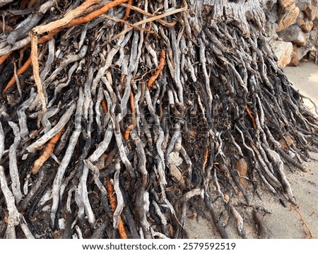 Similar – Image, Stock Photo Shore from roots in an inland water body
