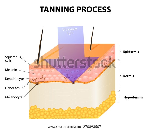 Tanning Process Skin Human Anatomy Stock Illustration 270893507 ...