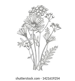 California Poppy Flowers Drawn Sketch Lineart Stock Vector (Royalty ...