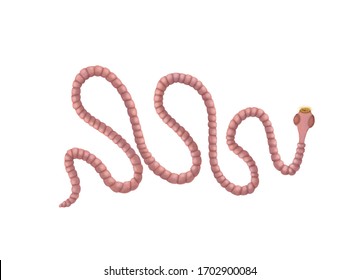 Tape worm illustration on a white background