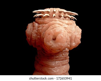Tapeworm Head