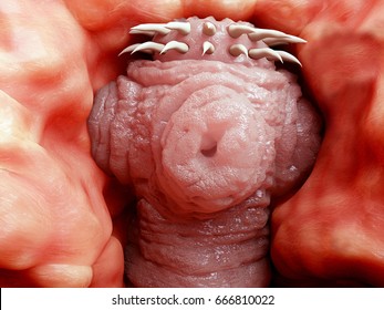 Tapeworm head attached to the intestine. 3D rendering.
Tapeworms are a species of parasitic flatworms. They live in the digestive tracts of vertebrates.