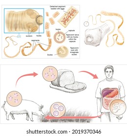 Tapeworms. The cestode worms. Morphology and cycle of taenia.