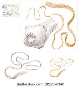 Tapeworms. The Cestode Worms. Morphology Of Taenia.