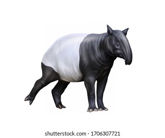 Tapirus の画像 写真素材 ベクター画像 Shutterstock