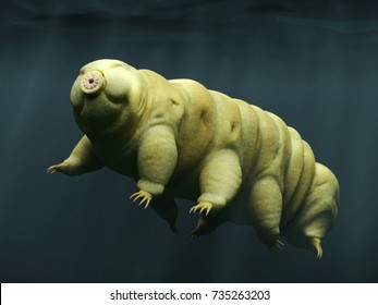 Tardigrade, Swimming Water Bear, 3d Rendering