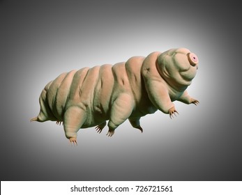 Tardigrade, Water Bear, 3d Illustration