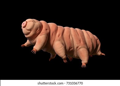 Tardigrade, Water Bear Isolated On Black Background, 3d Illustration