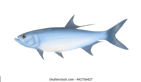 Tarpon Fish