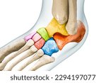 Tarsal bones or tarsus in colors with body contours 3D rendering illustration isolated on white with copy space. Human skeleton and foot anatomy, medical diagram, skeletal system concepts.