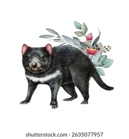Tasmanian devil with eucalyptus leaf decor. Watercolor illustration on white background. Tasmanian devil with gum tree leaf decoration. Sarcophilus harrisii Australia native wildlife mammal isolated