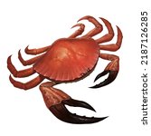 Tasmanian giant red crab illustration