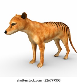 Tasmanian Tigers