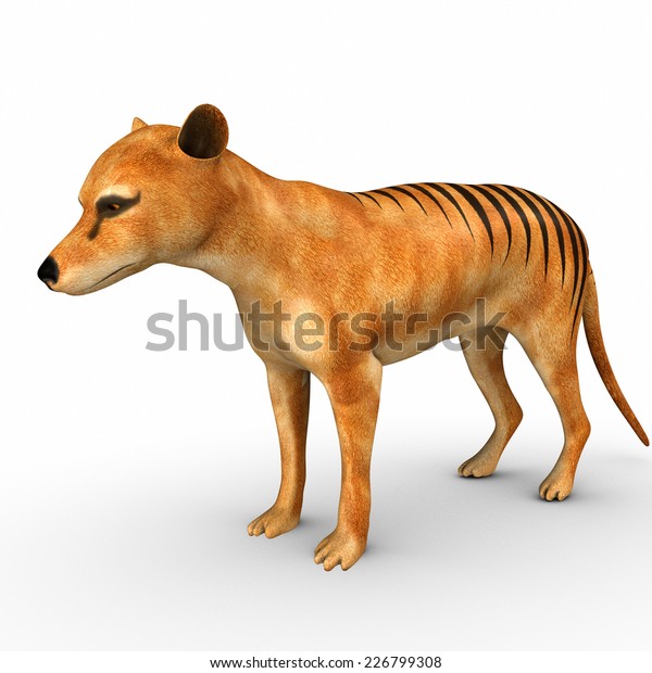 Tasmanian Tigers Stock Illustration 226799308