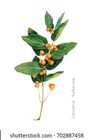 Tatarian Honeysuckle Branch With Orange Berries. Scientific Name: Lonincera Tatarica. Garden Plant. Hand Drawn Botanical Sketch Isolated On White Background. Watercolor Illustration.

