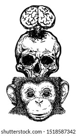 Tattoo Art Skull Brain Monkey Drawing And Sketch Black And White Isolated On White Background.