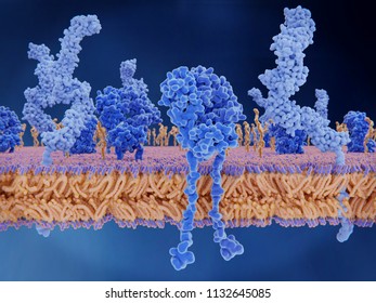 The T-cell receptor activates the immune response to antigens in T-lymphocytes.
T-cell  receptors (dark blue), CD4 molecules (light blue), glycolipids (orange).  3d rendering
