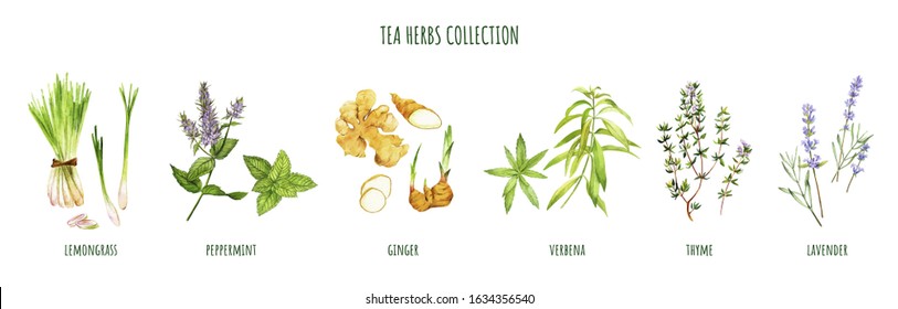 Tea Herbs Including Peppermint And Verbena, Hand Drawn Watercolor Illustration