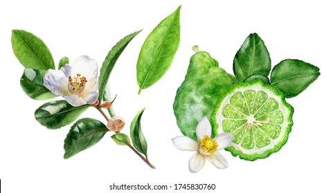 Tea leaves bergamot watercolor illustration isolated on white background