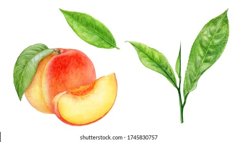 Tea leaves peach fruit watercolor illustration isolated on white background