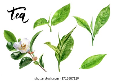 Tea leaves watercolor illustration isolated on white background