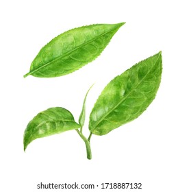 Tea Leaves Watercolor Illustration Isolated On White Background