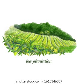 Tea Plantation Isolated Watercolor Illustration Hand Drawn Packaging