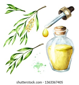 Tea Tree Essential Oil Set. Medicinal  And Cosmetics Plant, Watercolor Hand Drawn Illustration Isolated On White Background