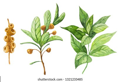 Tea Tree. Watercolor Botanical Illustration. Essential Oil.