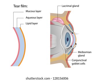 Tear Film Formation