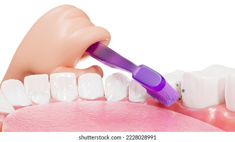 Teeth cleaning, oral hygiene, 3d Rendering. Pediatric dentistry. Human teeth and hand with a toothbrush, an inside view. Dental cleaning technique, 3d illustration. - Powered by Shutterstock