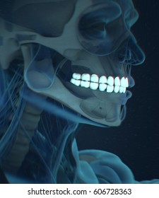 Teeth, Xray, Human Anatomy Dental. 3d Illustration