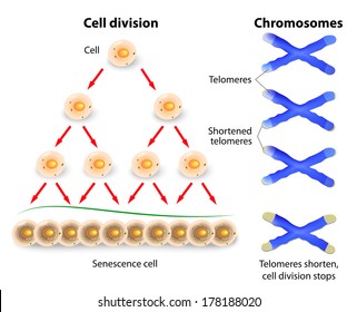 Telomere, cell division and human chromosomes