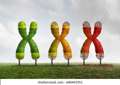 Telomere length loss health concept with DNA and shortening telomeres medical idea as a green tree declining with falling red leaves on the end caps of a chromosome with 3D illustration elements.