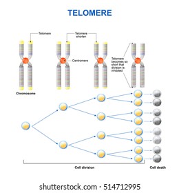 Telomere is located at the ends of chromosomes. Each time a cell divides, the telomeres become shorter. Eventually, the telomeres become so short that the cell can no longer divide.