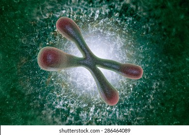 A Telomere Is A Region Of The DNA Sequence At The End Of A Chromosome. Their Function Is To Protect The Ends Of The Chromosome From Degradating.