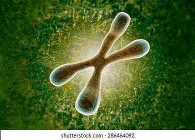 A Telomere Is A Region Of The DNA Sequence At The End Of A Chromosome. Their Function Is To Protect The Ends Of The Chromosome From Degradating.