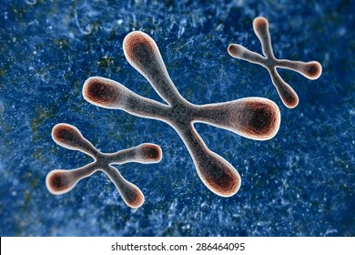 A Telomere Is A Region Of The DNA Sequence At The End Of A Chromosome. Their Function Is To Protect The Ends Of The Chromosome From Degradating.