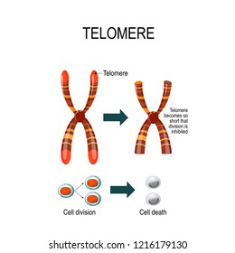 Telomere is a repeating sequence of double-stranded DNA located at the ends of chromosomes. Each time a cell divides, the telomeres become shorter. diagram for scientific, medical  and educational use