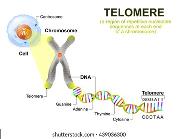 A telomere is a repeating sequence of double-stranded DNA located at the ends of chromosomes. Each time a cell divides, the telomeres become shorter. 