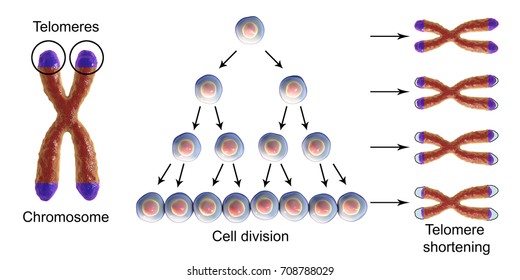 Telomere shortening with each round of cell division, conceptual 3D illustration. Telomeres shorten with age and during different pathological processes