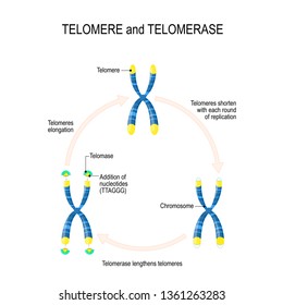 Telomere and telomerase. Aging process. A telomere located at the ends of chromosomes. Each time a cell divides, the telomeres become shorter. for medical, educational, biologycal and science use