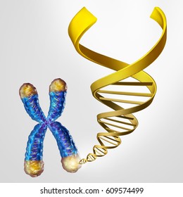 Telomeres DNA and telomere length medical concept on the end caps of a chromosome as a symbol for aging and genetic protection resulting in living longer or longevity as a 3D illustration.